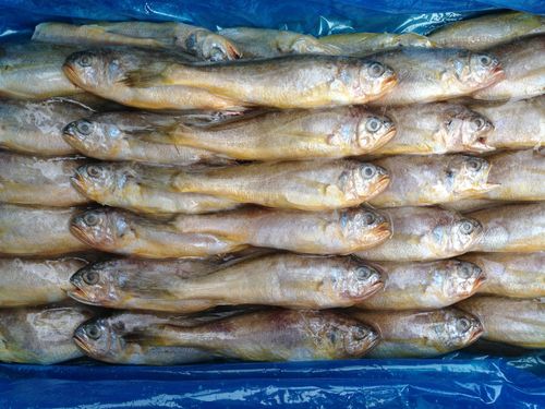 暢銷(xiāo)供應(yīng)山東冷凍野生小黃花魚(yú)冷凍粗加工水產(chǎn)品散裝直銷(xiāo)酒店批發(fā)
